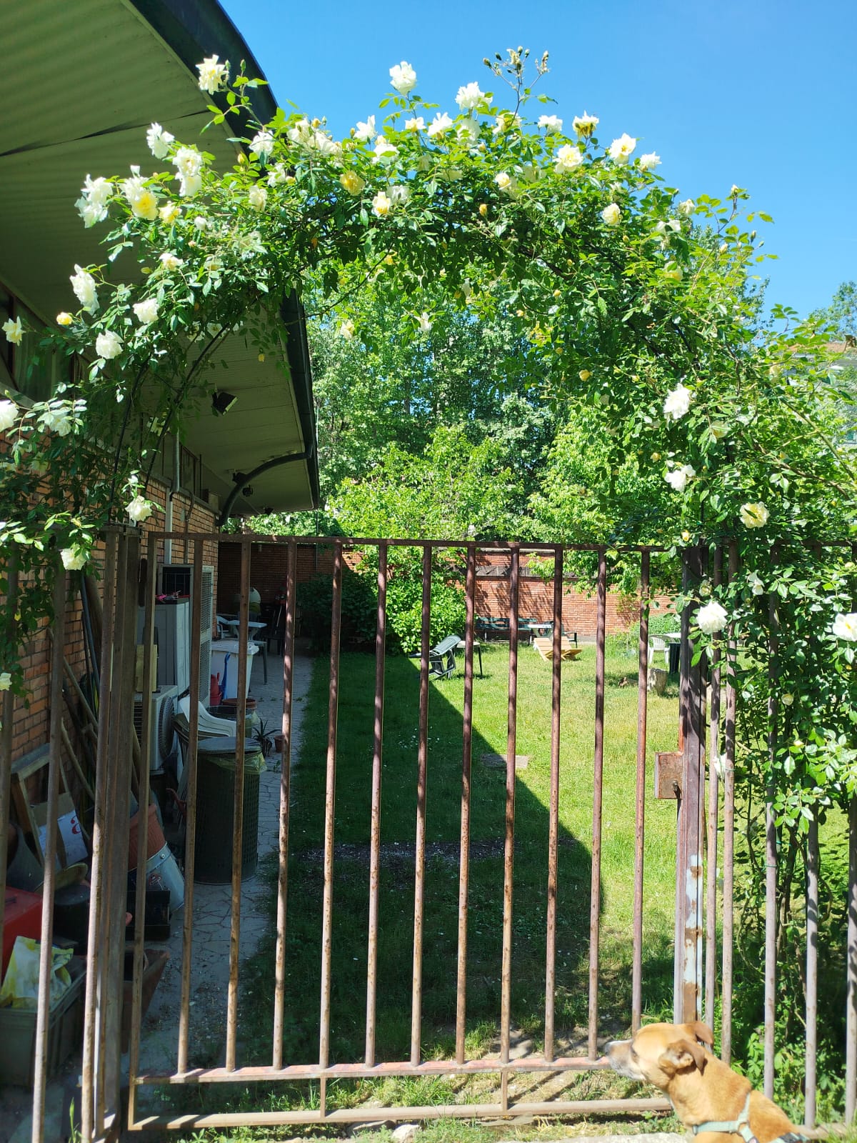 Ingresso del giardino con arco di rose